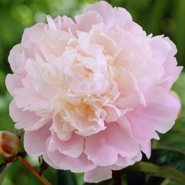 Саженцы Пион Moon River (Мун Ривер)