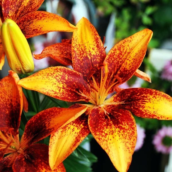  Лилия азиатская Tiny Sensation (Тайни Сенсейшн)