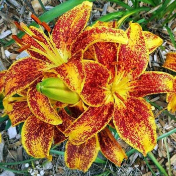  Лилия азиатская Tiny Sensation (Тайни Сенсейшн)