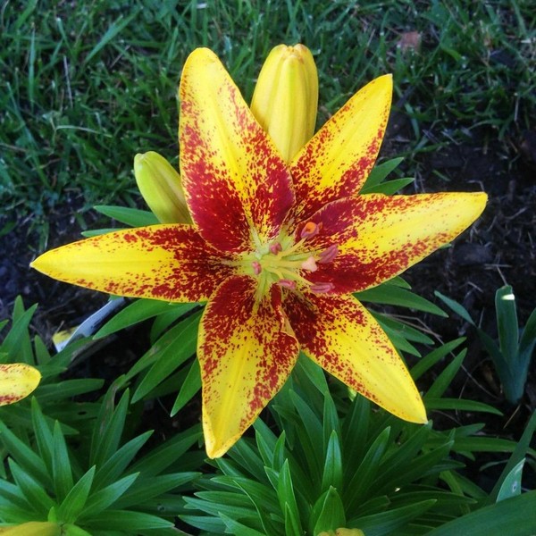  Лилия азиатская Tiny Sensation (Тайни Сенсейшн)