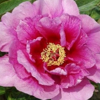 Саженцы Пион Sonoma Amethyst (Сонома Аметист)