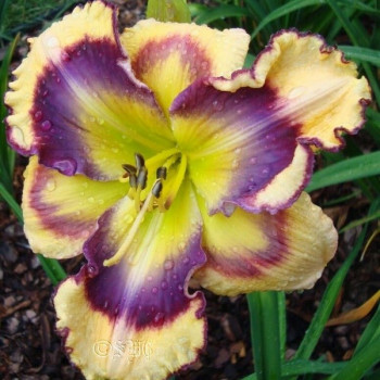 Саженцы Лилейник Kiss of Paradise (Кис оф Парадайз)