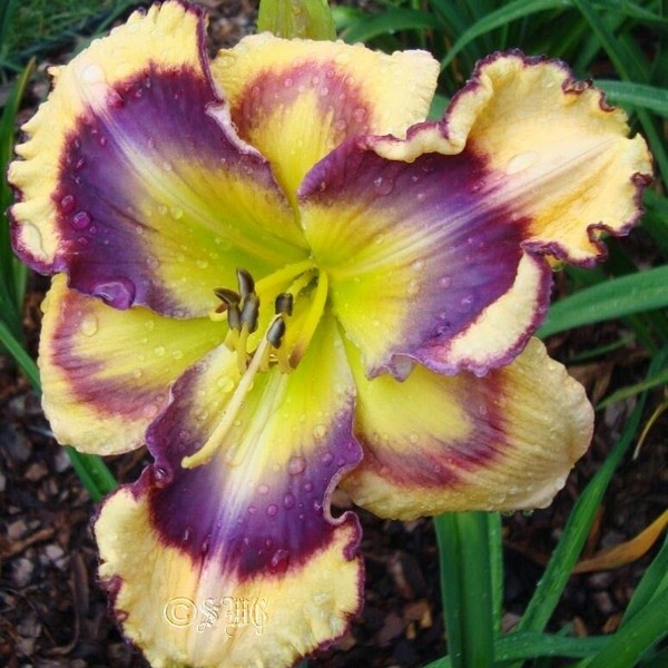 Саженцы Лилейник Kiss of Paradise (Кис оф Парадайз)