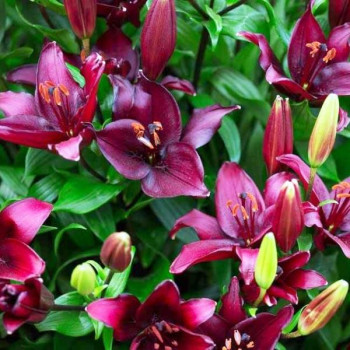  Лилия азиатская Blacklist (Блэклист)
