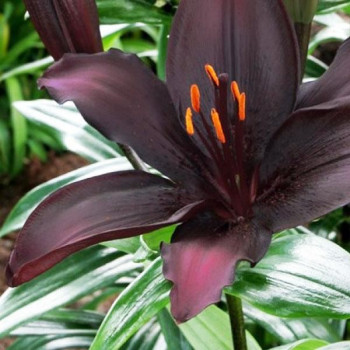  Лилия азиатская Blacklist (Блэклист)