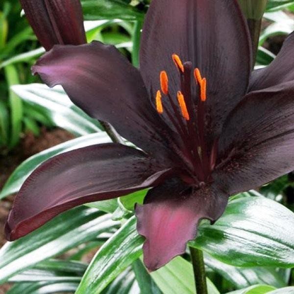  Лилия азиатская Blacklist (Блэклист)