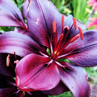  Лилия азиатская Blacklist (Блэклист)