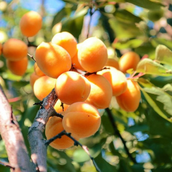 Саженцы Абрикос Титан