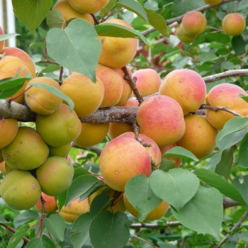 Саженцы Абрикос Титан