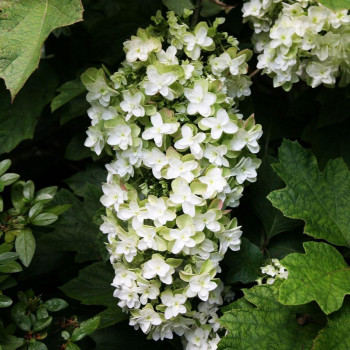 Гортензия дуболистная Snowflake (Сноуфлейк)