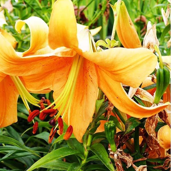  Лилия ОТ гибрид Orange Space (Оранж Спэйс)