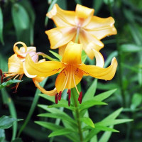  Лилия ОТ гибрид Orange Space (Оранж Спэйс)