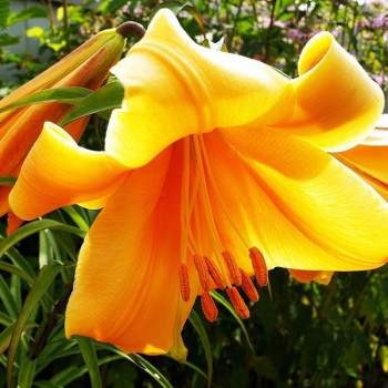  Лилия ОТ гибрид Orange Space (Оранж Спэйс)