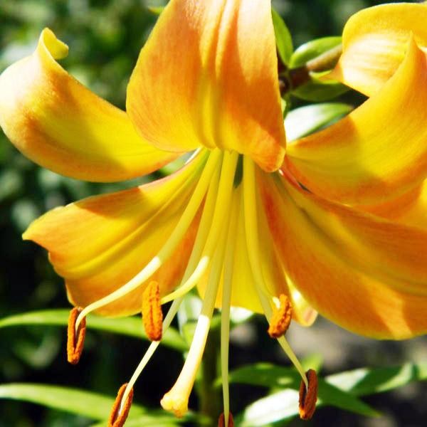  Лилия ОТ гибрид Orange Space (Оранж Спэйс)