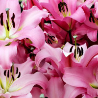  Лилия ОТ гибрид Gracefull (Грейсфул)