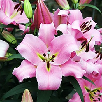  Лилия ОТ гибрид Gracefull (Грейсфул)