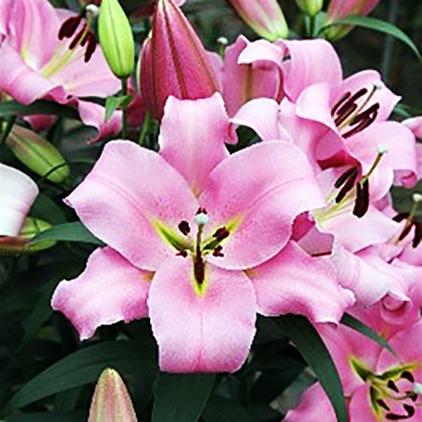  Лилия ОТ гибрид Gracefull (Грейсфул)