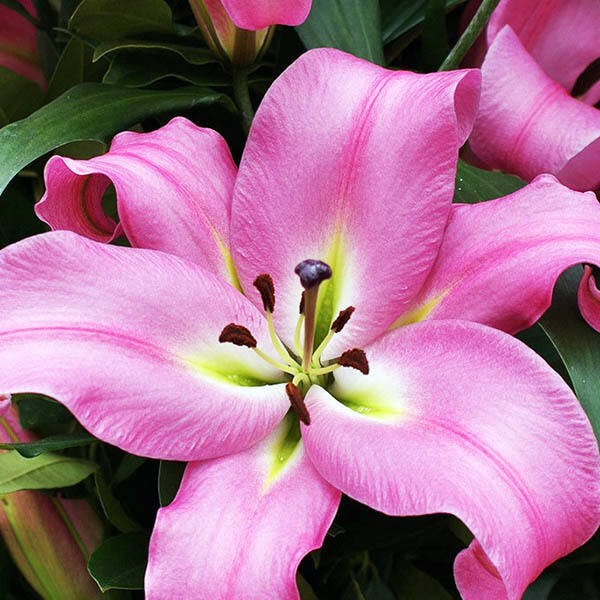  Лилия ОТ гибрид Gracefull (Грейсфул)