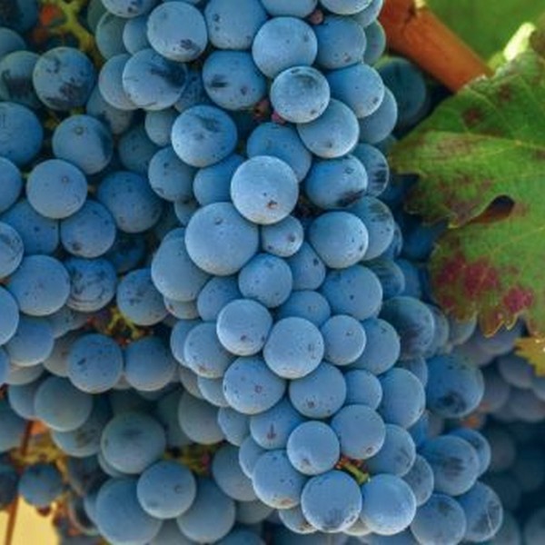 Саженцы Виноград черный Каберне-Совиньон