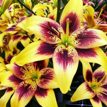  Лилия тигровая Pieton (Пайтон)