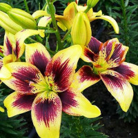  Лилия тигровая Pieton (Пайтон)