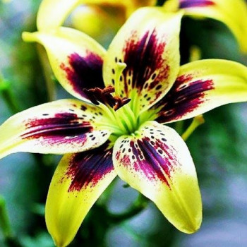  Лилия тигровая Pieton (Пайтон)