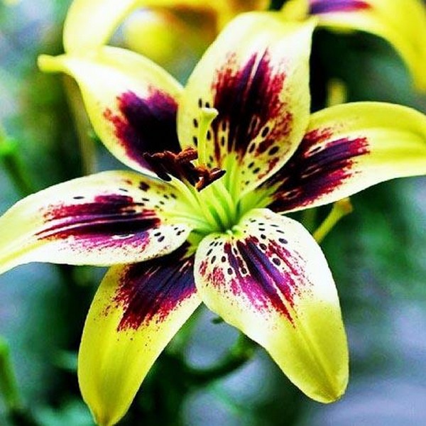  Лилия тигровая Pieton (Пайтон)