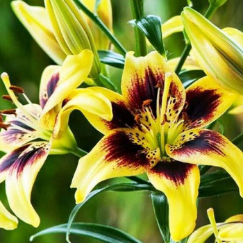  Лилия тигровая Pieton (Пайтон)