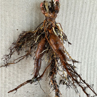 Пион Йеллоу