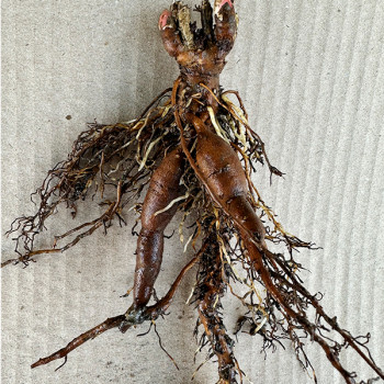 Пион Йеллоу