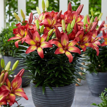  Лилия азиатская Majestic Joy (Маджестик Джой)