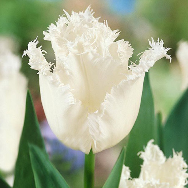 Тюльпан бахромчатый Дайтона (в упаковке - 3шт.)