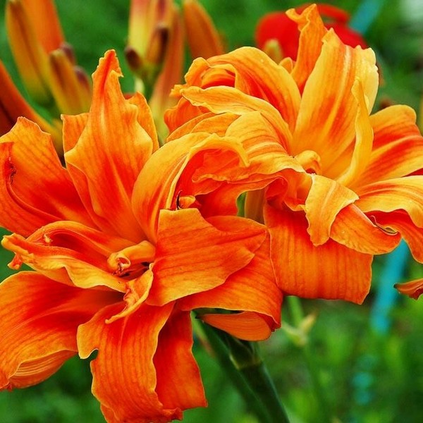 Саженцы Лилейник Apricot Beauty (Эприкот Бьюти)