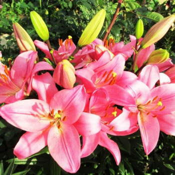  Лилия Бриндизи