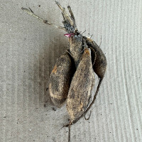 Саженцы Георгина Mrs. Eileen