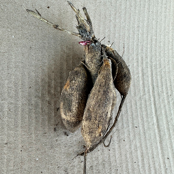 Саженцы Георгина Mrs. Eileen