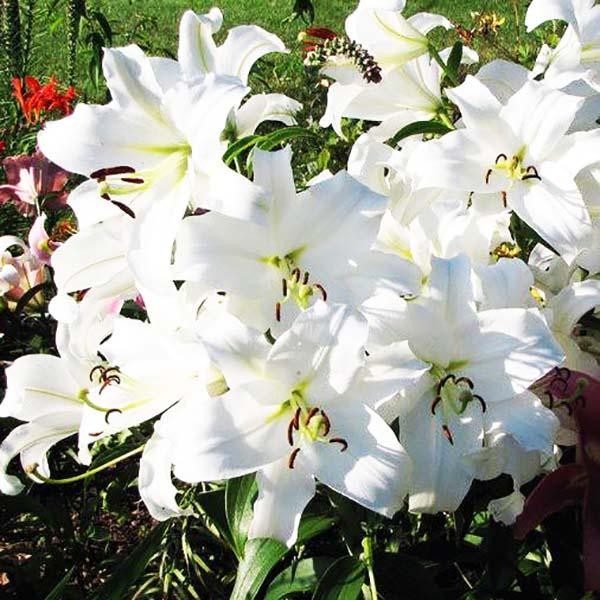  Лилия LOO гибрид Bright Brilliant (Брайт Бриллиант)