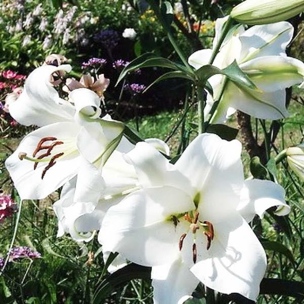  Лилия LOO гибрид Bright Brilliant (Брайт Бриллиант)