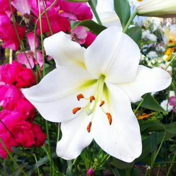  Лилия LOO гибрид Bright Brilliant (Брайт Бриллиант)