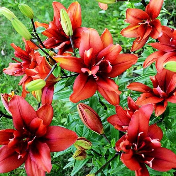  Лилия Коктейль Твинс