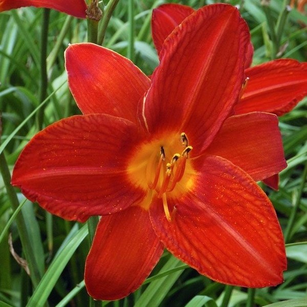 Саженцы Лилейник Campfire Embers (Кэмпфайе Эмберс)