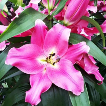  Лилия ОТ гибрид Salzburg 16/18 (Зальцбург 16/18)