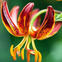  Лилия Arabian Knight (Арабиан Найт)