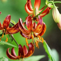  Лилия Arabian Knight (Арабиан Найт)