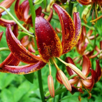  Лилия Arabian Knight (Арабиан Найт)