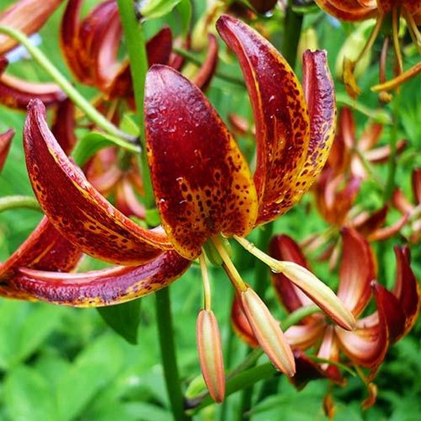  Лилия Arabian Knight (Арабиан Найт)