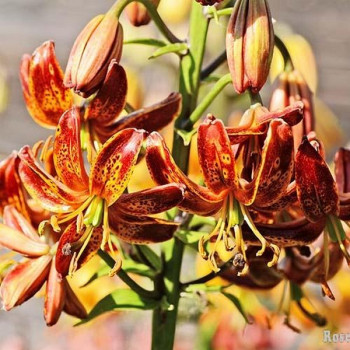  Лилия Arabian Knight (Арабиан Найт)