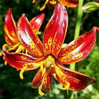  Лилия Arabian Knight (Арабиан Найт)