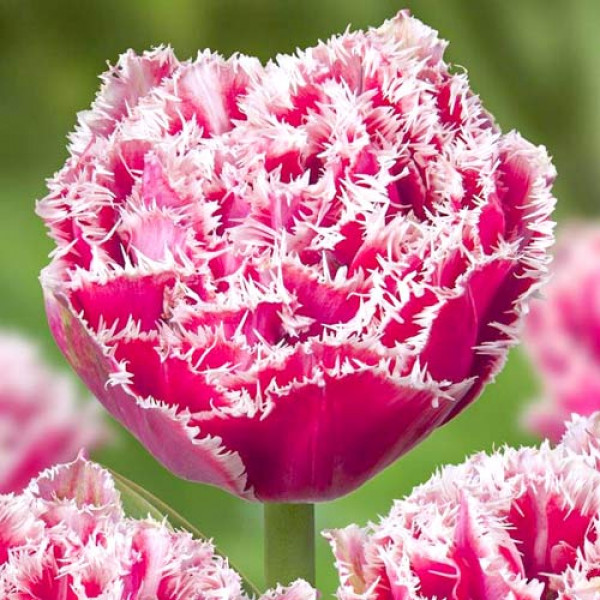 Тюльпан бахромчатый Брест (в упаковке - 3шт.)