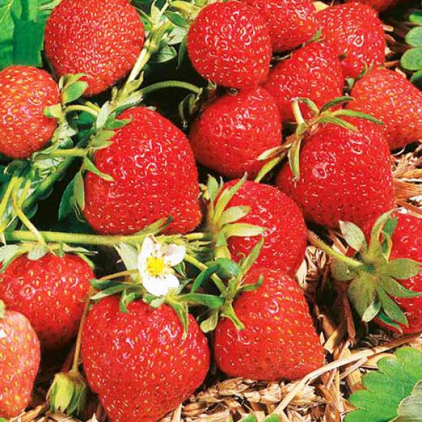 Клубника (крупноплодная) Магнус 5 шт. в упаковке